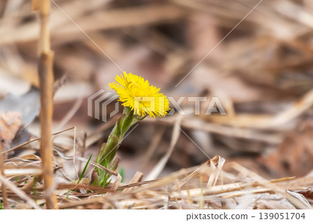 The spring primroses. The bright yellow flowers of coltsfoot in the sunshine. The spring primroses. The bright yellow flowers of coltsfoot in the sunshine. 139051704