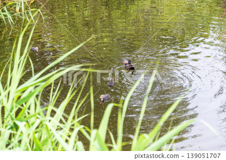 Eurasian Coot with Chicks Swimming on Lake Eurasian Coot with Chicks Swimming on Lake 139051707