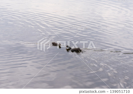 Eurasian Coot with Chicks Swimming on Lake 139051710