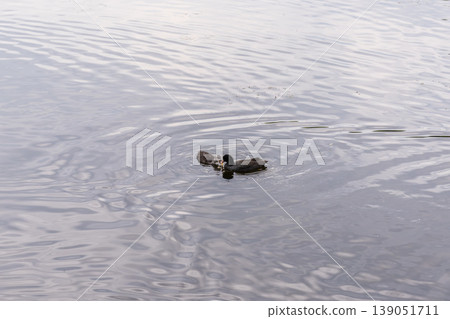 Eurasian Coot with Chicks Swimming on Lake 139051711