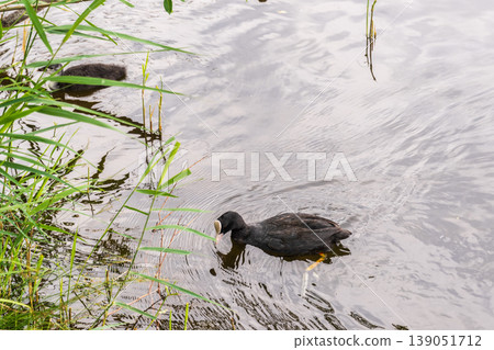 Eurasian Coot with Chicks Swimming on Lake 139051712