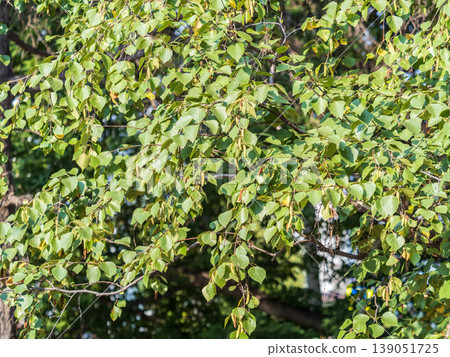 Birch branches with fresh green leaves and seeds. Birch tree branch, Betula pendula. Birch branches with fresh green leaves and seeds. Birch tree branch, Betula pendula. 139051725