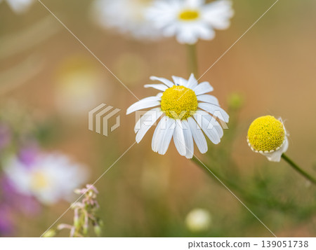 White and yellow daisy flowers on a green blurred background. White and yellow daisy flowers on a green blurred background. 139051738
