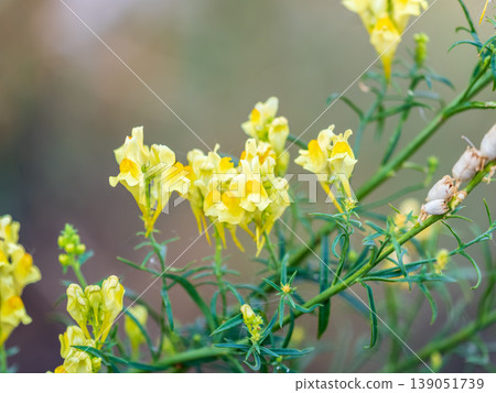 Linaria vulgaris common toadflax yellow wild flowers flowering on the meadow, small plants in bloom in the green grass Linaria vulgaris common toadflax yellow wild flowers flowering on the meadow, small plants in bloom in the green grass 139051739