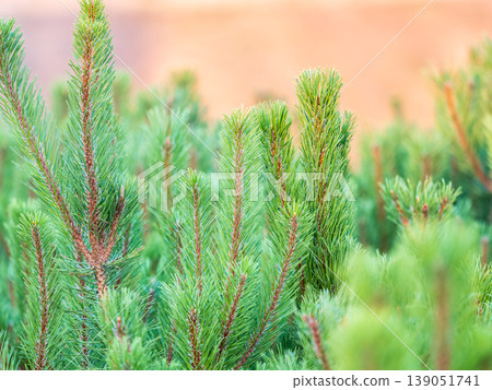 Green small pine trees with fresh shoots in spring or summer 139051741