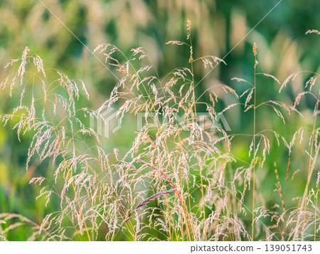 Yellow autumn fluffy feather grass with seeds on curved stems in light wind. Hello autumn concept. Natural background with copy space Yellow autumn fluffy feather grass with seeds on curved stems in light wind. Hello autumn concept. Natural background with copy space 139051743