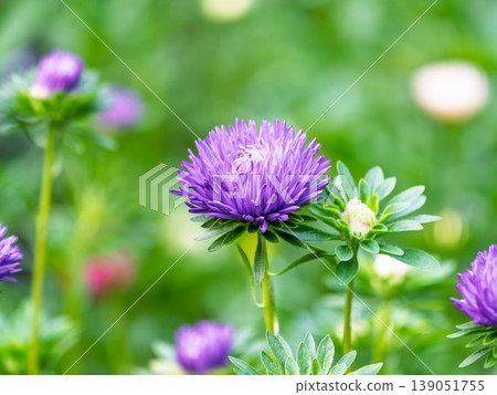 Bunch of blue aster flowers. Flowering plant in autumnal garden Bunch of blue aster flowers. Flowering plant in autumnal garden 139051755