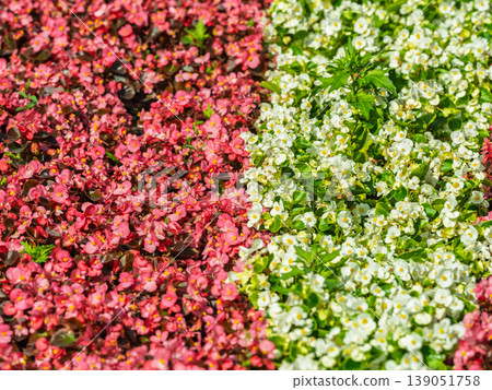 Landscape background with bright red flower beds blossoming against green tall grass 139051758