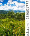 herb field in the mountain landscape in summer. wonderful view of carpathian mountains under cloudy sky. picturesque countryside landscape with forested hills. view in to the valley 139051777
