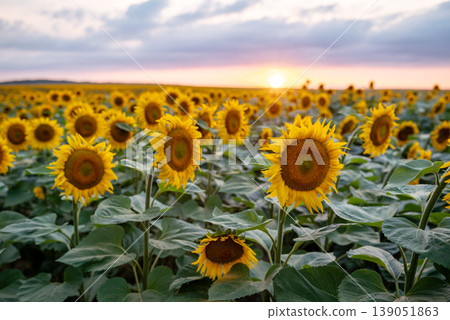Landscape of blooming sunflowers at sunset. Colorful evening shot of bright sunflowers in full bloom with setting sun on the background 139051863