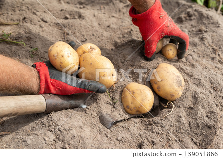 Man harvesting potato. Digging potato, private garden, grow potato by yourself 139051866