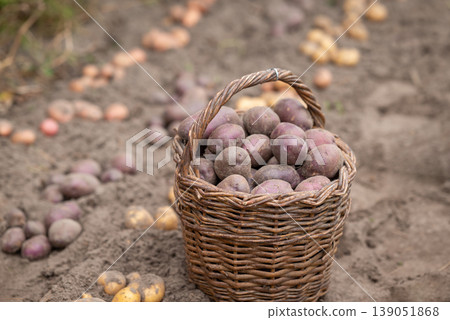 Just harvested potato in basket. Potato crop in Autumn, nice harvest of potato in garden Just harvested potato in basket. Potato crop in Autumn, nice harvest of potato in garden 139051868