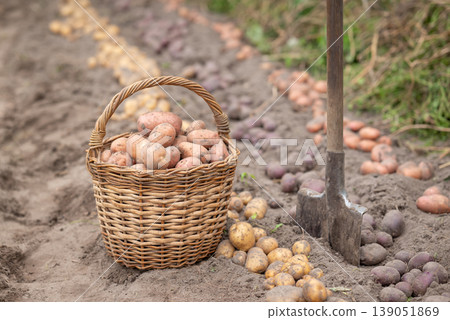 Harvest of potato on private garden. Basket full of fresh potato gigged out the ground near spade 139051869