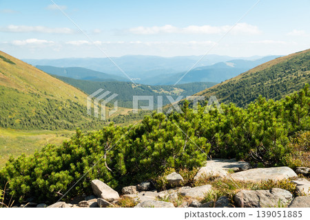 Gorgeous view on the mountains on a clear day. Cascade of hills covered with fir trees on the background and beautiful small pine trees on the foreground Gorgeous view on the mountains on a clear day. Cascade of hills covered with fir trees on the background and beautiful small pine trees on the foreground 139051885