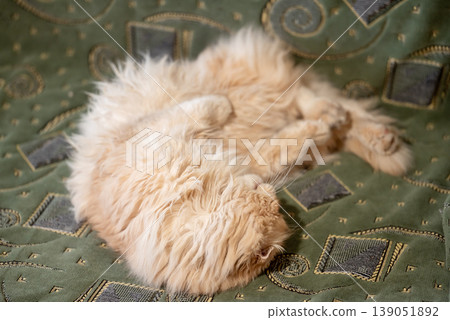 Cute light red cat laying on the sofa, close up. House pet having fun and rest, long-haired cat showing his belly Cute light red cat laying on the sofa, close up. House pet having fun and rest, long-haired cat showing his belly 139051892