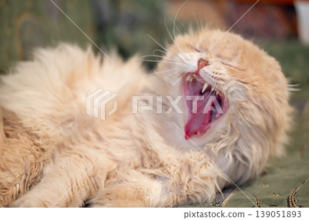Purebread light red cat yawning lying on sofa, close up. Funny pet resting in the house, calm and careless life of home cats 139051893
