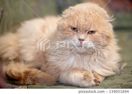 Calm and thoughtful cat lying on the sofa, close up. Purebread fold cat having a rest, wise and serious facial expression of a pet 139051894