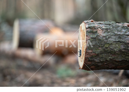 Close up of cross section of the fir tree with stamp on it, blurred woods on the background, copy space. Concept of legal tree felling, forestry work and timber harvesting 139051902