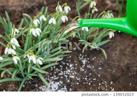 Watering can pouring water on the snowdrop flowers and white fertiliser lying on the ground, close up. Spring time in the countryside, gardening and taking care of plants Watering can pouring water on the snowdrop flowers and white fertiliser lying on the ground, close up. Spring time in the countryside, gardening and taking care of plants 139052023