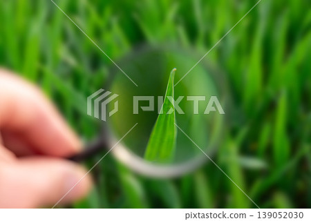 Close up of hand using a magnifying glass to inspect the state of plant. Taking care of farm plants, agriculturing, securing a good quality of growing harvest Close up of hand using a magnifying glass to inspect the state of plant. Taking care of farm plants, agriculturing, securing a good quality of growing harvest 139052030