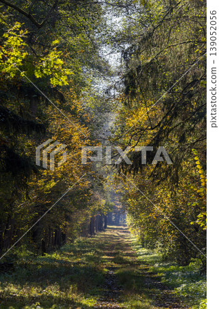 Forest path in autumn sunlight with green and gold foliage Forest path in autumn sunlight with green and gold foliage 139052056
