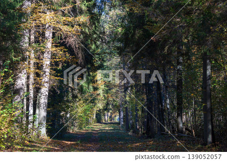 Forest path winding through green and yellow trees Forest path winding through green and yellow trees 139052057
