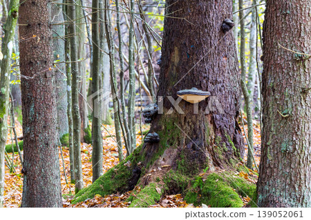 Forest trees growing with fungus and moss in autumn Forest trees growing with fungus and moss in autumn 139052061