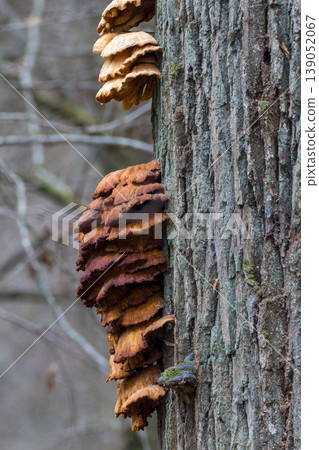 Shelf fungi growing on tree trunk in nature 139052067
