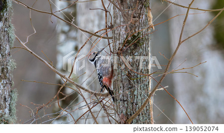 White backed woodpecker clinging to tree trunk in forest White backed woodpecker clinging to tree trunk in forest 139052074