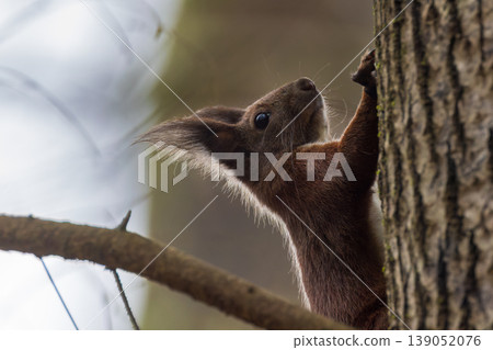 Red squirrel climbing tree trunk in forest looking up Red squirrel climbing tree trunk in forest looking up 139052076