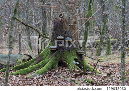 Tree stump decomposing in forest overgrown with moss and fungi Tree stump decomposing in forest overgrown with moss and fungi 139052080