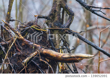 Gnarled tree roots and branches in wet forest environment Gnarled tree roots and branches in wet forest environment 139052091