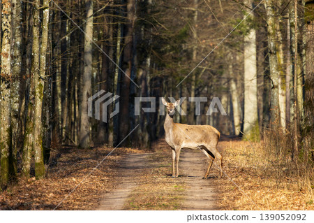 Eurasian red deer standing on forest road in sunlight Eurasian red deer standing on forest road in sunlight 139052092