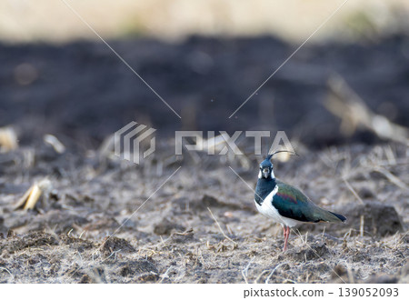 Northern lapwing standing on field in Podlaskie Voivodeship, Poland Northern lapwing standing on field in Podlaskie Voivodeship, Poland 139052093