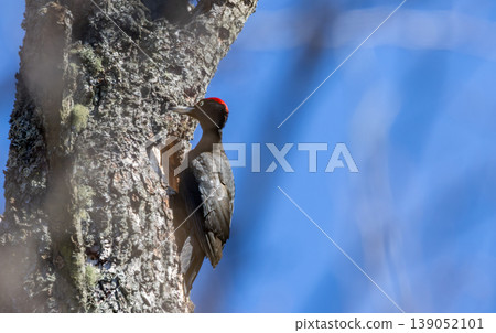 Black woodpecker excavating nest hole in tree trunk Black woodpecker excavating nest hole in tree trunk 139052101