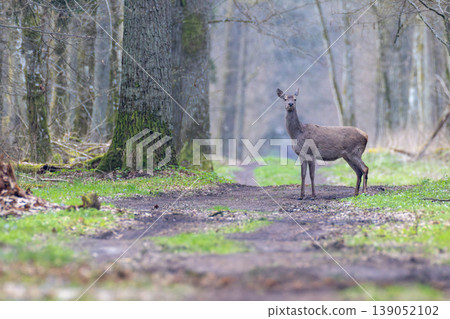 Red deer standing on trail looking at camera in forest 139052102