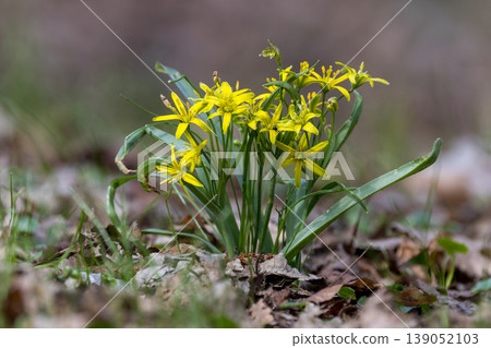 Yellow Gagea lutea wildflowers blooming in spring forest Yellow Gagea lutea wildflowers blooming in spring forest 139052103