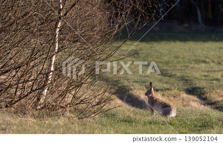 Brown hare standing in field looking alert near bushes 139052104
