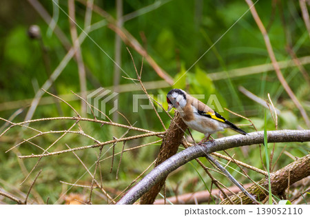 European goldfinch perching on tree branch in nature European goldfinch perching on tree branch in nature 139052110