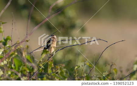 European stonechat juvenile bird perched on branch European stonechat juvenile bird perched on branch 139052123