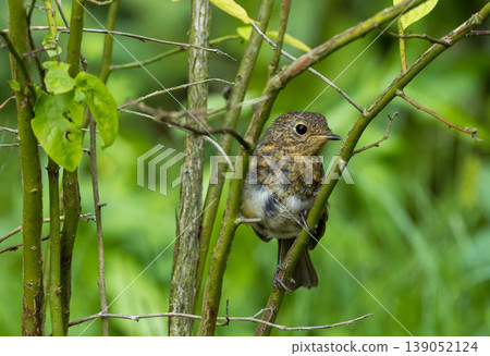 European robin fledgling perching on tree branch in forest 139052124