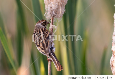 Reed bunting perched on a cattail among reeds Reed bunting perched on a cattail among reeds 139052126