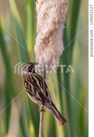 Reed bunting perched on a cattail looking for nesting material Reed bunting perched on a cattail looking for nesting material 139052127