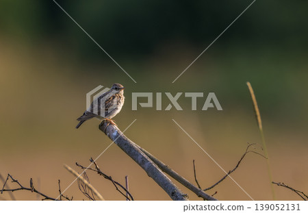 Skylark perching on branch in golden hour light Skylark perching on branch in golden hour light 139052131