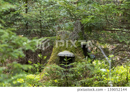 Mossy tree stump with polypores in forest Mossy tree stump with polypores in forest 139052144
