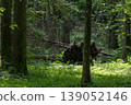 Uprooted tree in Bialowieza Forest showing natural decay 139052146