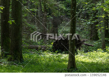 Uprooted tree in Bialowieza Forest showing natural decay 139052146