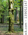 Bialowieza Forest showing mossy primeval woodland trees 139052147
