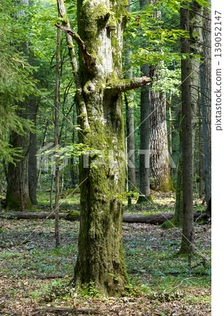 Bialowieza Forest showing mossy primeval woodland trees 139052147