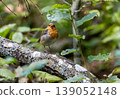 European robin perching on branch in Bialowieza Forest 139052148